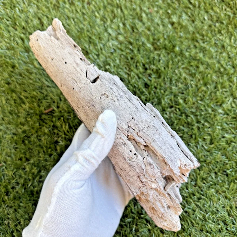 2 Natural Driftwood Pieces California Coast Rustic Beach Decor Aquarium Art